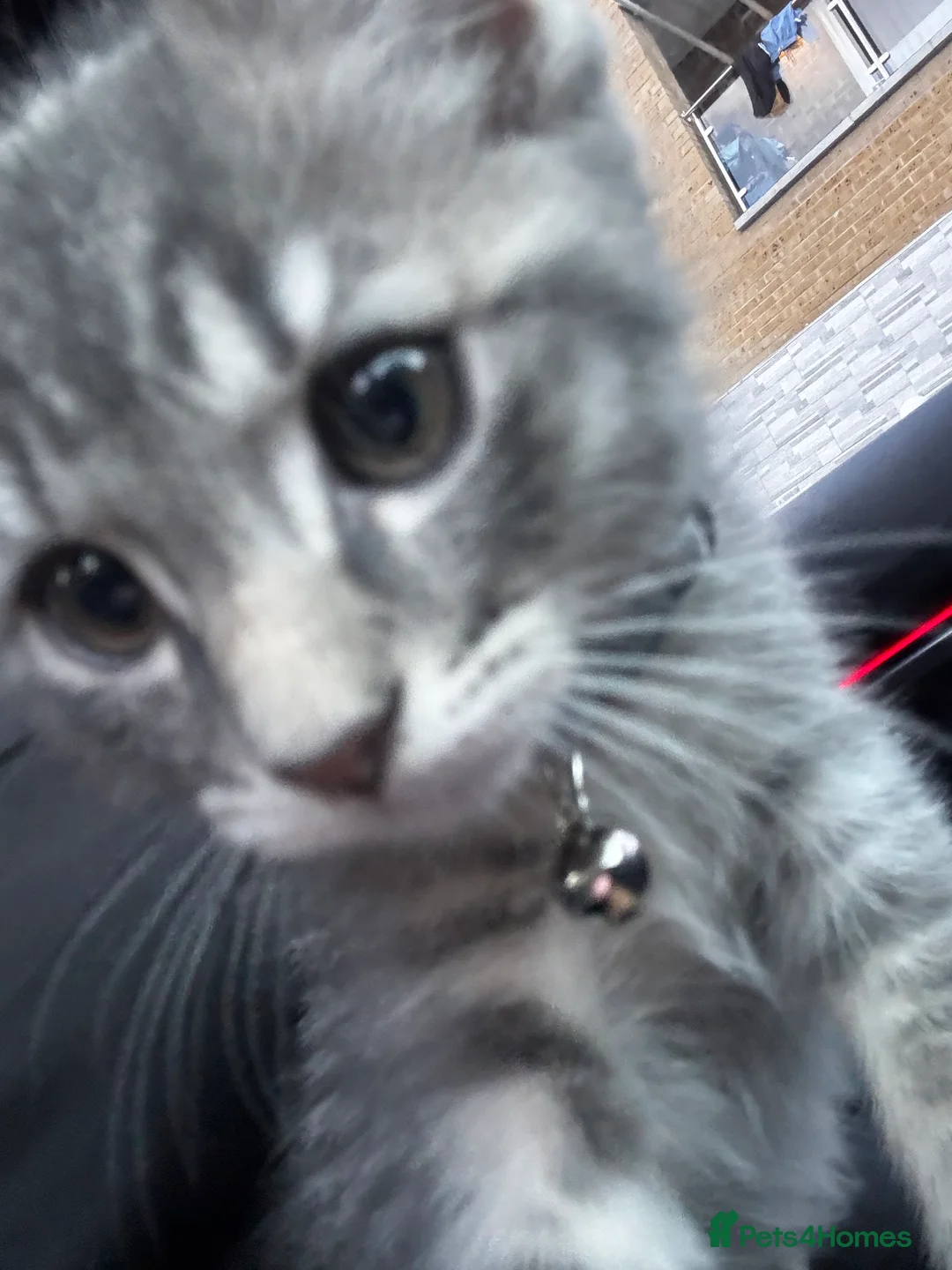 Norwegian Forest Cat cats for sale: Beautiful Bengal × Norwegian Forest Kitten - Advert 2