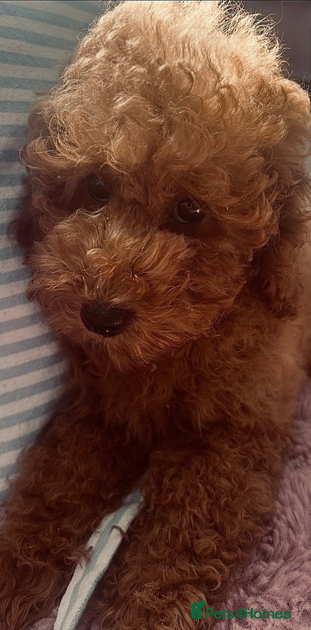 Toy Poodle dogs Beautiful Red toy poodle 🐩  - Advert 1