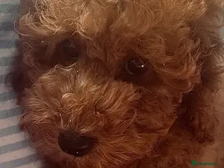 Toy Poodle dogs for sale: Beautiful Red toy poodle 🐩 - Advert 2