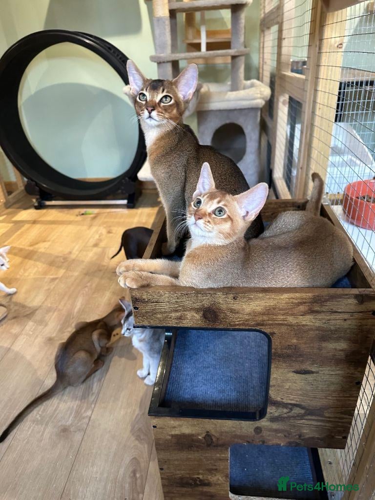 Abyssinian cats 🐾 Beautiful Abyssinian Kittens  - Advert 2