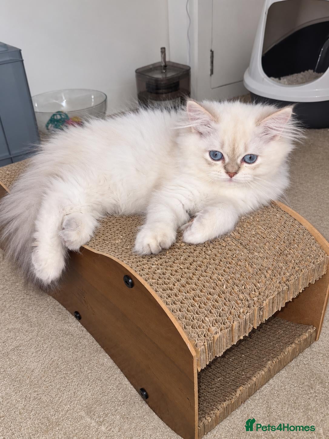British Longhair cats BLH & BSH sisters  - Advert 15