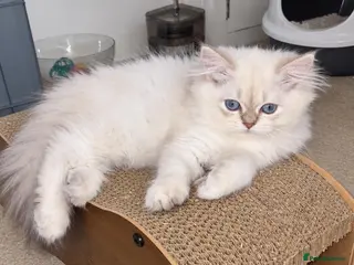 British Longhair cats BLH & BSH sisters - Advert 15