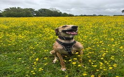 Mixed Breed dogs for sale: Beautiful saluki x greyhound for adoption - Image 6