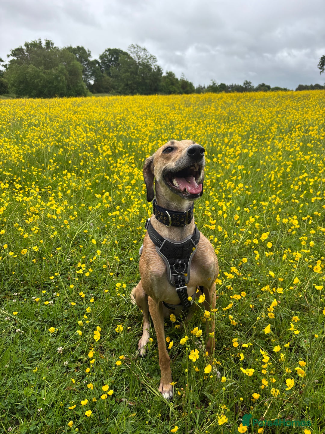 Mixed Breed dogs for sale: Beautiful saluki x greyhound for adoption - Image 6