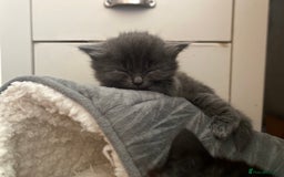 Mixed Breed cats for sale: Mainecoon and british shorthair mix  - Image 22