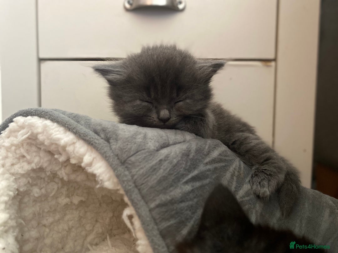 Mixed Breed cats for sale: Mainecoon and british shorthair mix  - Image 22