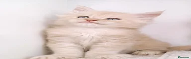 Cream boy