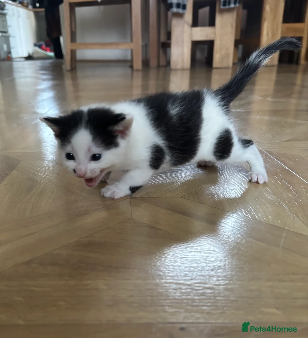 Mixed Breed cats for sale: Six Beautiful Kittens For Sale - Advert 5
