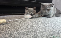 British Shorthair cats for sale: Blue British Shorthair 🐈‍⬛ - Image 15