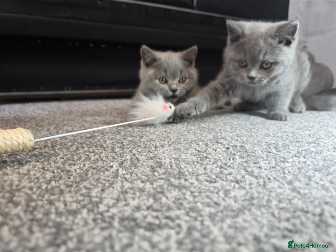 British Shorthair cats for sale: Blue British Shorthair 🐈‍⬛ - Image 15