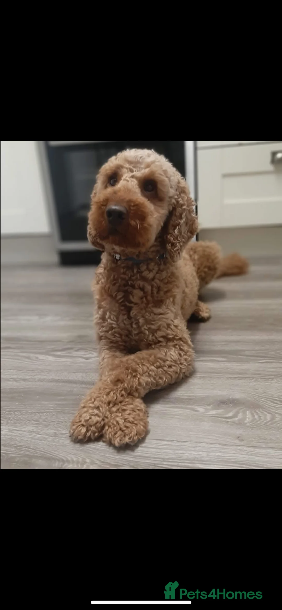 Cockapoo dogs for stud: cockapoo stud  in Aberlour - Advert 20