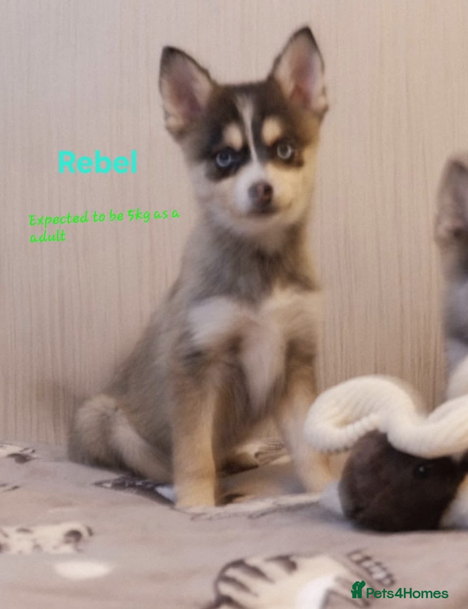 Pomsky dogs 1 striking blue eyed small toy F4 Pomsky boy - Advert 2