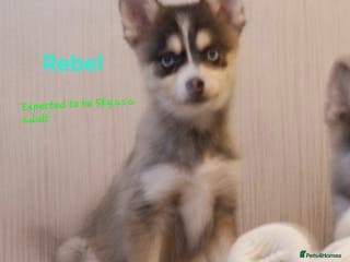 Pomsky dogs 1 striking blue eyed small toy F4 Pomsky boy - Advert 2