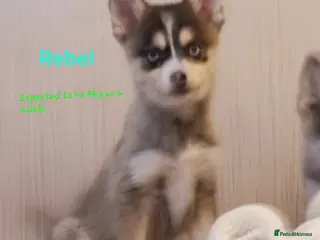 Pomsky dogs 1 striking blue eyed small toy F4 Pomsky boy - Advert 12