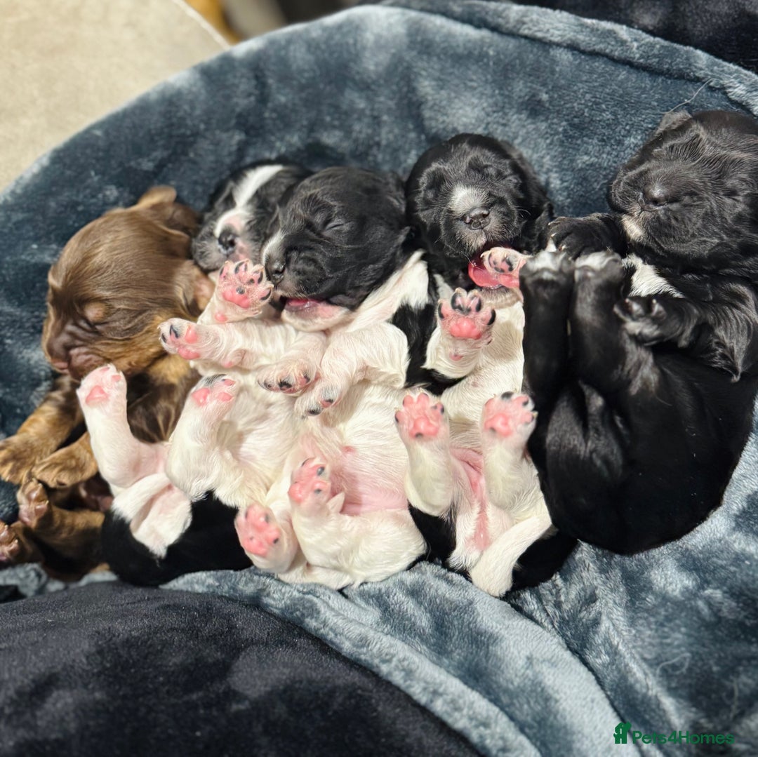 Cocker Spaniel dogs for sale: Show cocker spaniel puppies  - Advert 5
