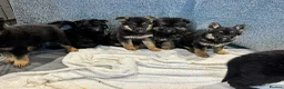 German Shepherd dogs for sale: German shepherd pups  - Advert 3