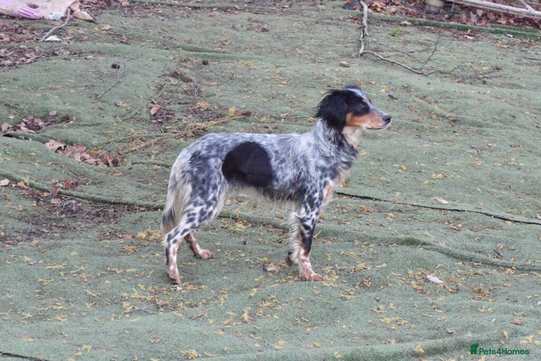 English Setter dogs for adoption: Duna  - Advert 7
