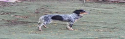 English Setter dogs for adoption: Duna  - Advert 7