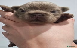 French Bulldog dogs for sale: French Bulldog Visual fluffies - Advert 12