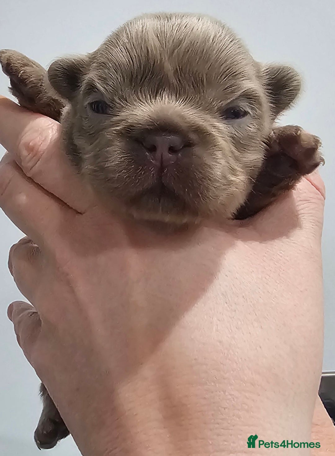 French Bulldog dogs for sale: French Bulldog Visual fluffies - Advert 12