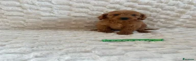 Mini Goldendoodle 1