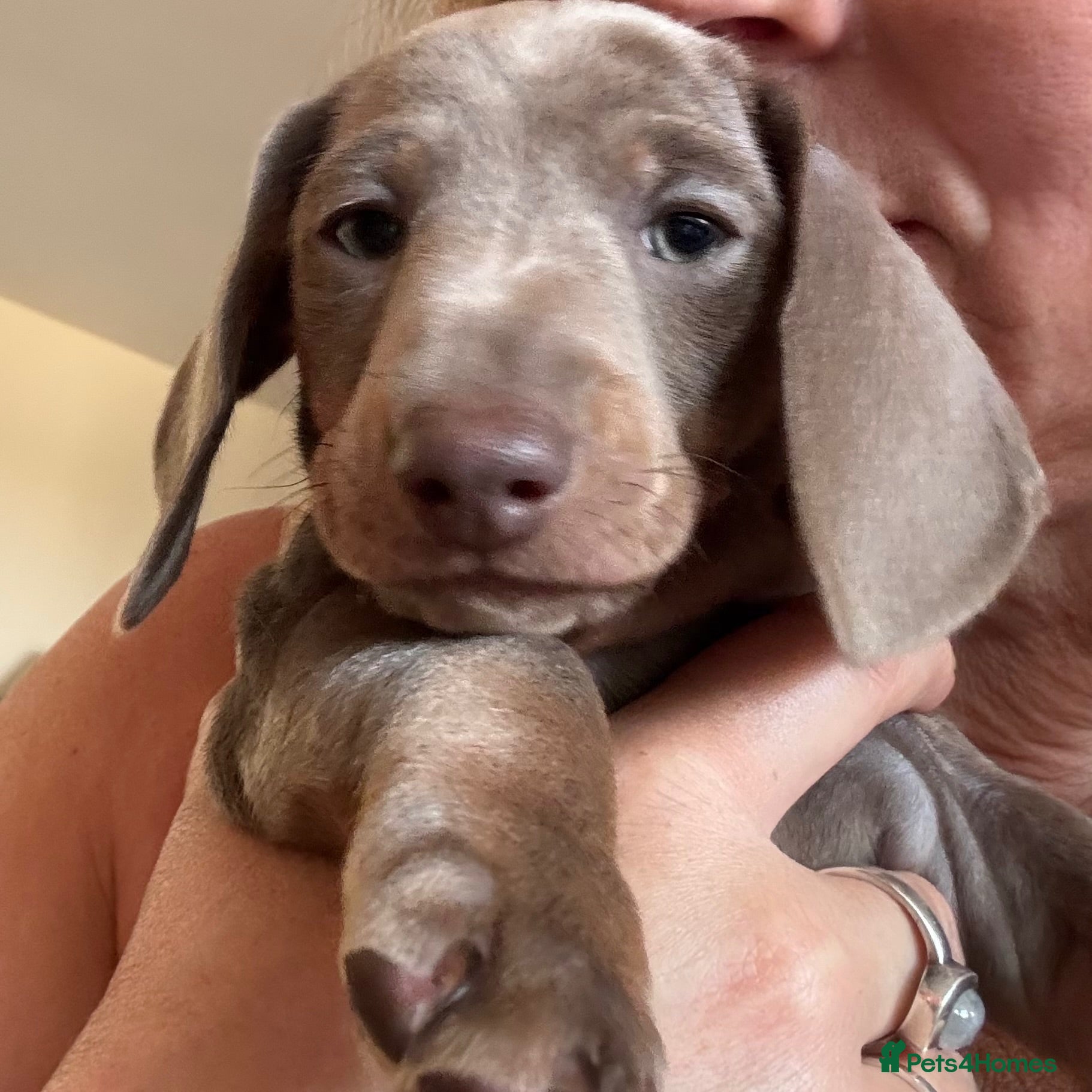 Dachshund dogs Standard Dachshund Puppies - Advert 1