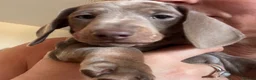 Dachshund dogs for sale: Standard Dachshund Puppies - Advert 1
