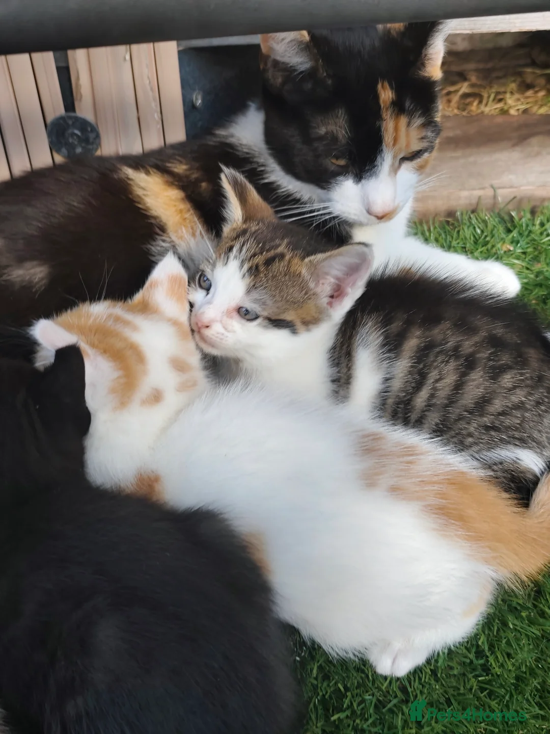 Mixed Breed cats for sale: 4 Beautiful Playful Kittens Looking for Homes - Advert 2