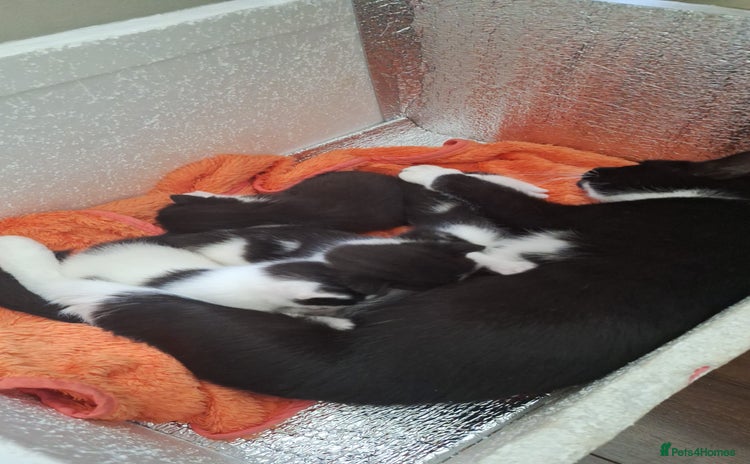 Domestic Shorthair cats - Advert 12