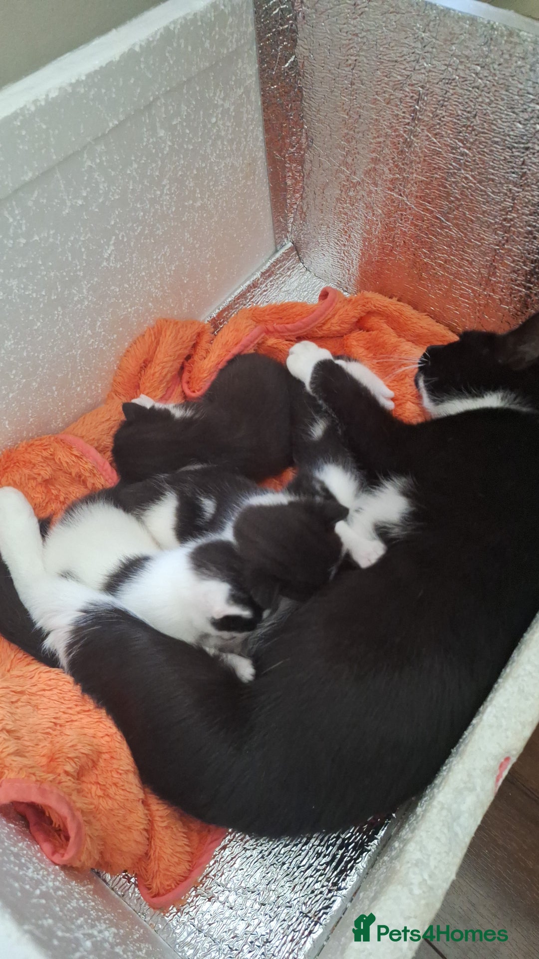 Domestic Shorthair cats for sale: Male kittens for sale  - Image 1