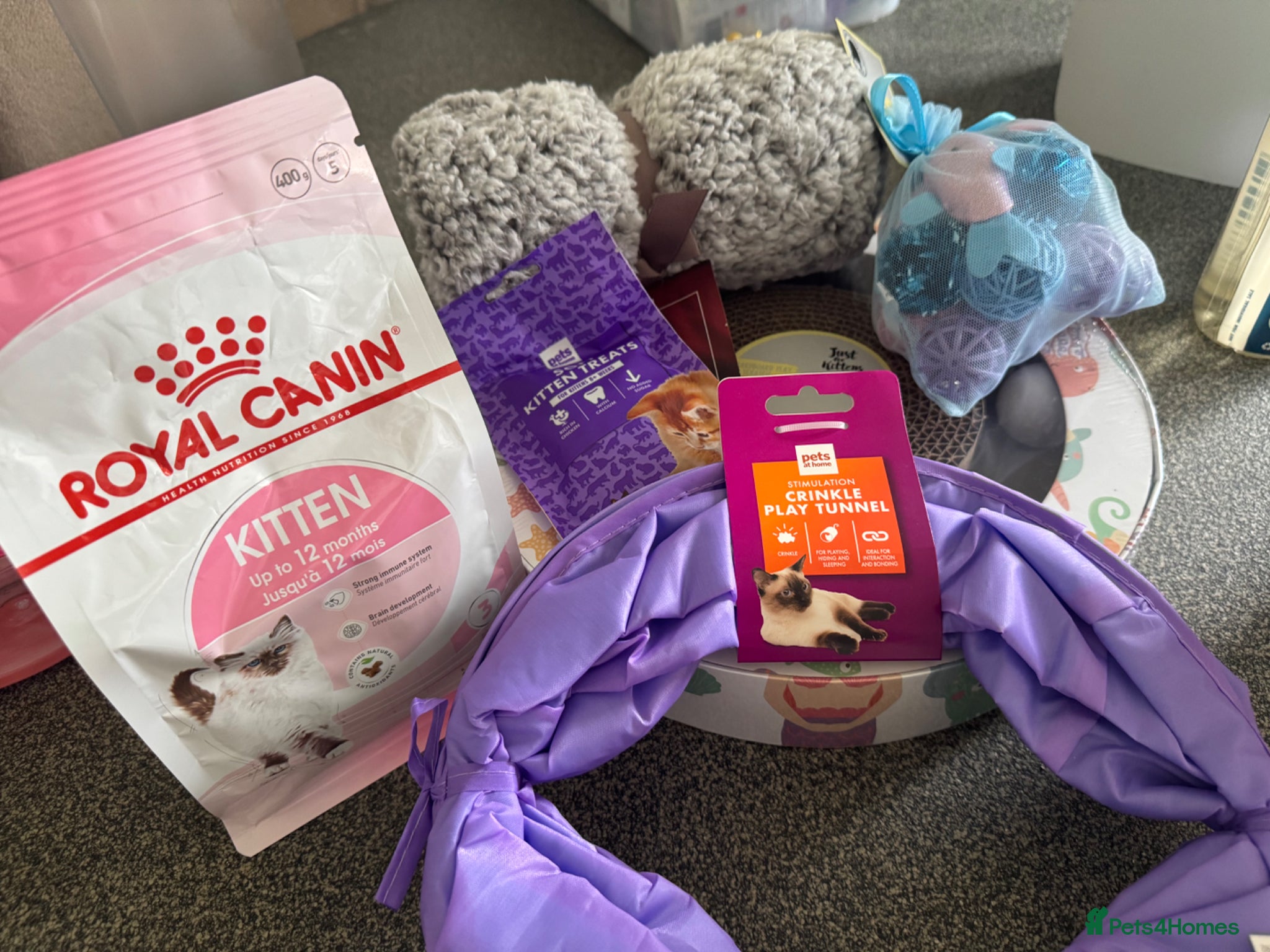 Ragdoll cats  Beautiful ragdolls kittens  - Advert 2