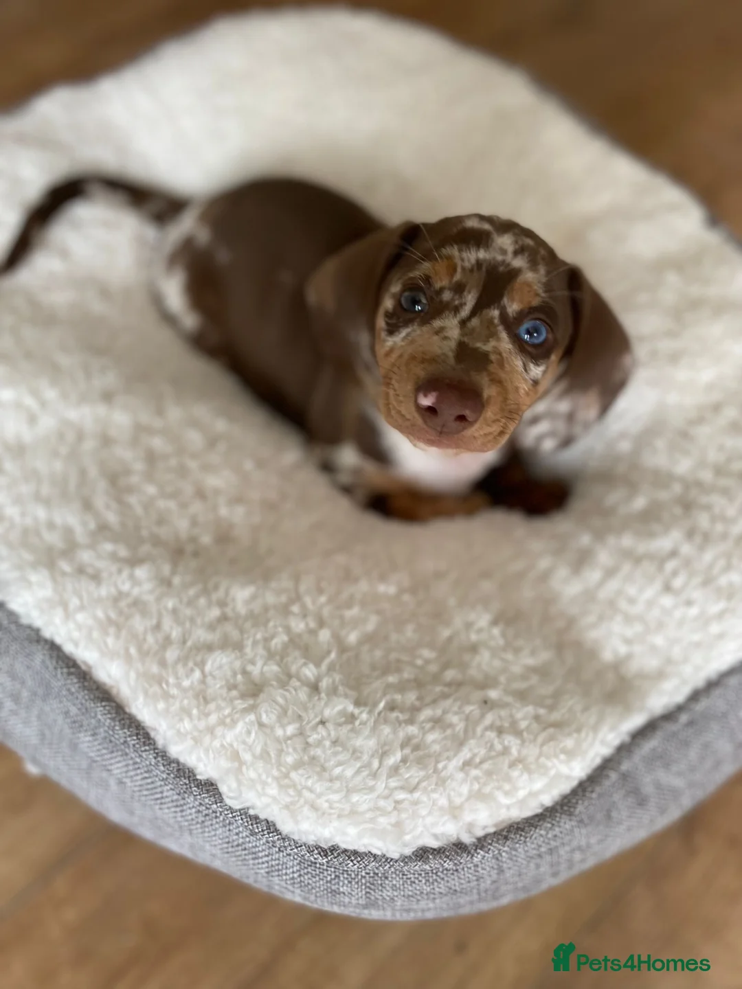 Miniature Dachshund dogs for stud: **RogueRoyales Hennessy** PRA Clear Isabella & Tan in Wolverhampton - Advert 27