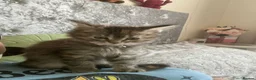Maine Coon cats for sale: Beautiful maine coon girl in Eastleigh - Advert 3