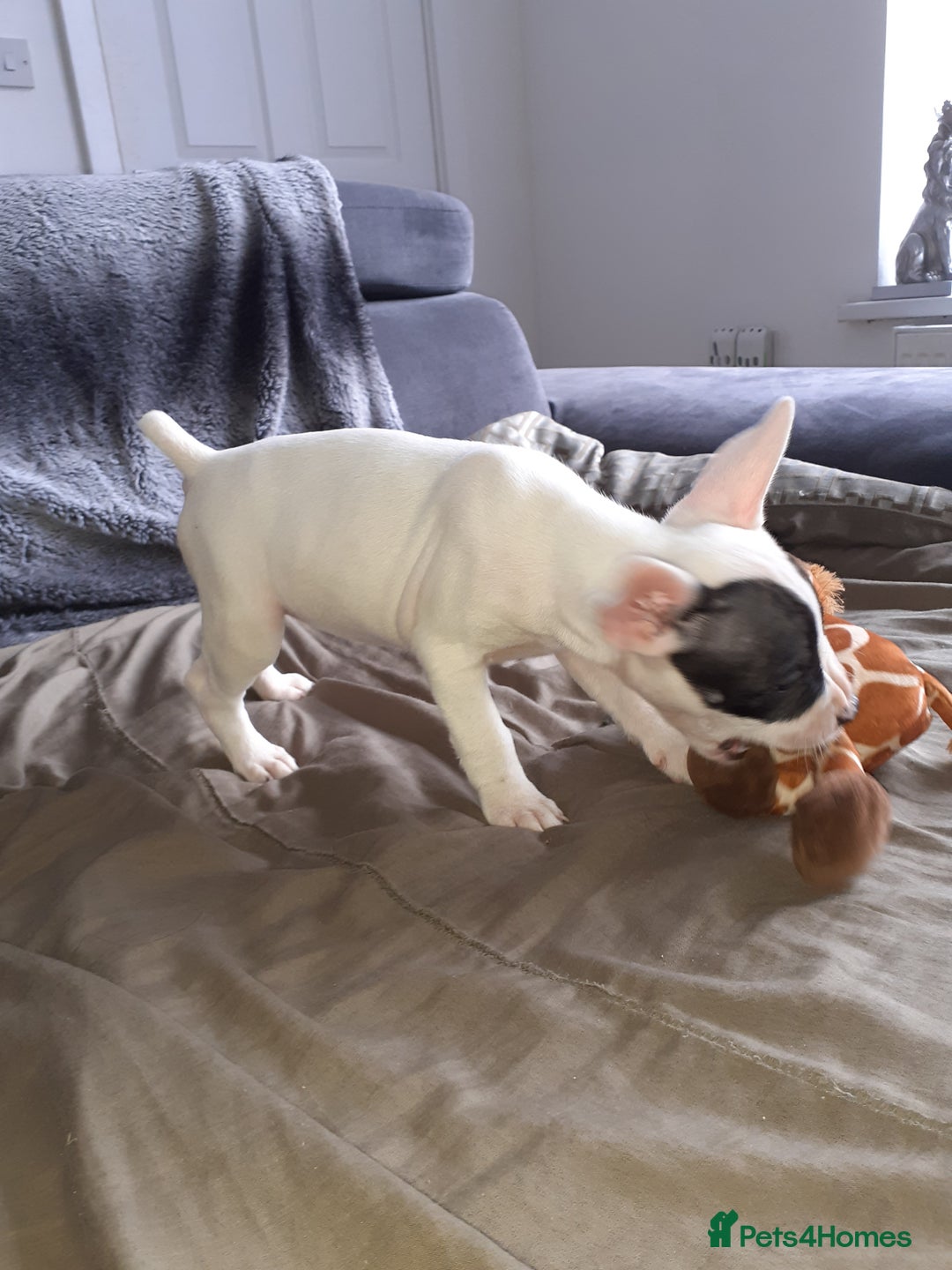 Mixed Breed dogs for sale: Frenglish puppies ready now - Image 7
