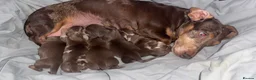 Miniature Dachshund dogs for sale: Miniature short-haired dachshunds (1 girl left) - Advert 14