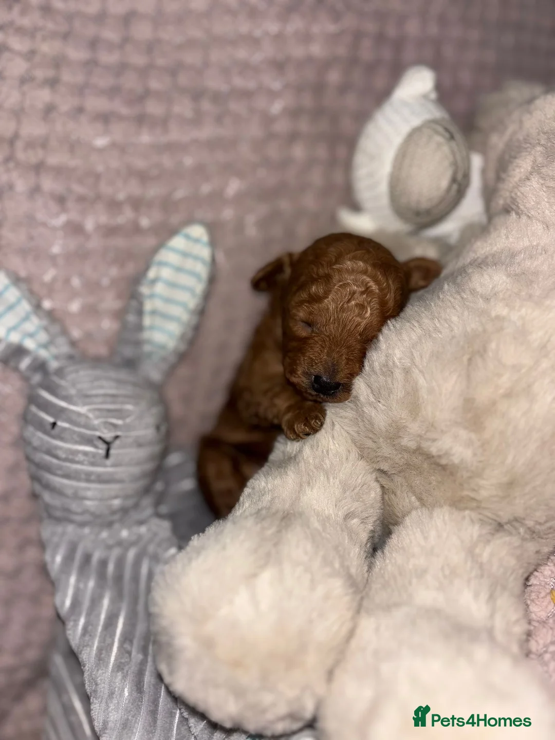 Toy Poodle dogs for stud: For stud toy poodle £125 - Advert 14