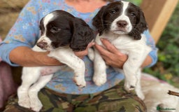 English Springer Spaniel dogs for sale: English springer spaniel puppies - Image 4