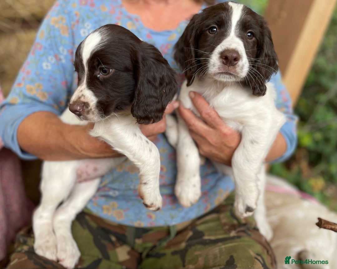 English Springer Spaniel dogs for sale: English springer spaniel puppies - Image 4