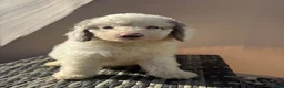Labradoodle dogs for sale: F1b health tested Labradoodles 🌼 - Advert 2