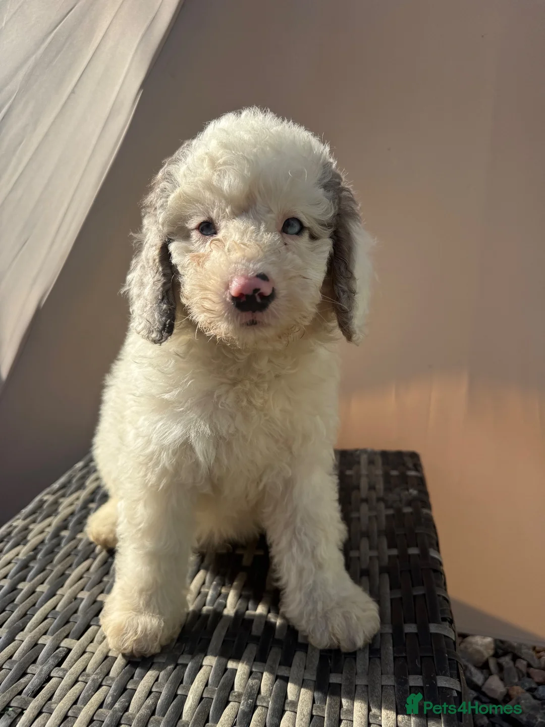 Labradoodle dogs for sale: F1b health tested Labradoodles 🌼 - Advert 2