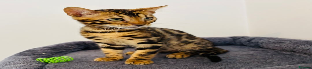 Bengal Kitten 1