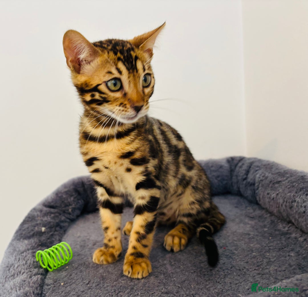 Bengal cats for sale: Stunning TICA registered bengal kittens  in Huntly - Image 13