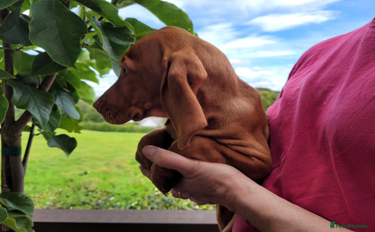 Hungarian Vizsla dogs - Advert 3