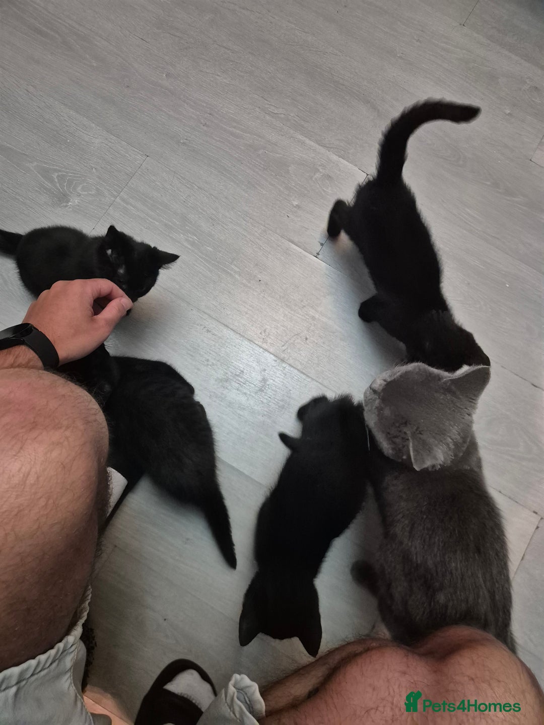 British Shorthair cats for sale: 5 british shorthair black noir - Image 14