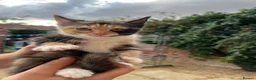 Mixed Breed cats for sale: Girl kitten - Advert 5