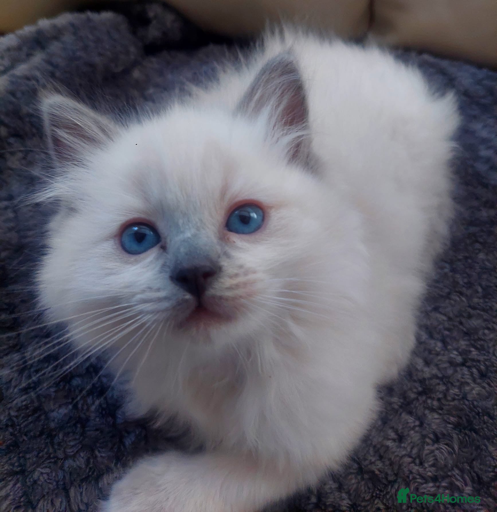 Ragdoll cats Pure Ragdol Blue Point - Advert 7