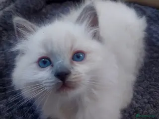 Ragdoll cats Pure Ragdol Blue Point - Advert 7