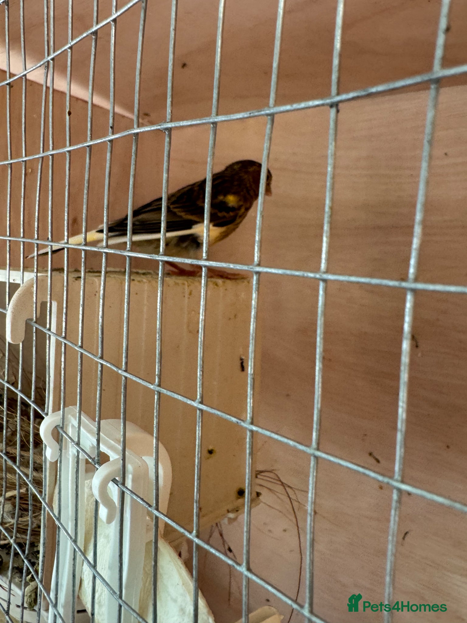 Canaries birds for sale: 2 x lovely young canaries  - Advert 4
