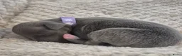 Italian Greyhound dogs for sale: Show standard KC reg Italian Greyhounds - Advert 9
