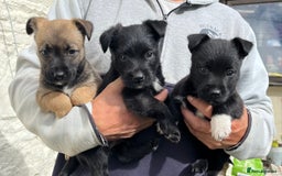 Mixed Breed dogs for sale: Gorgeous CairnJacks - Image 10